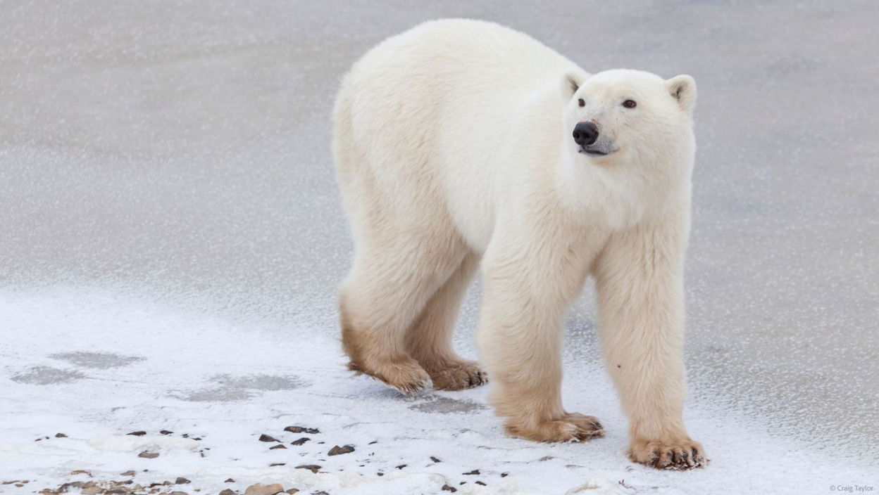 support.polarbearsinternational.org