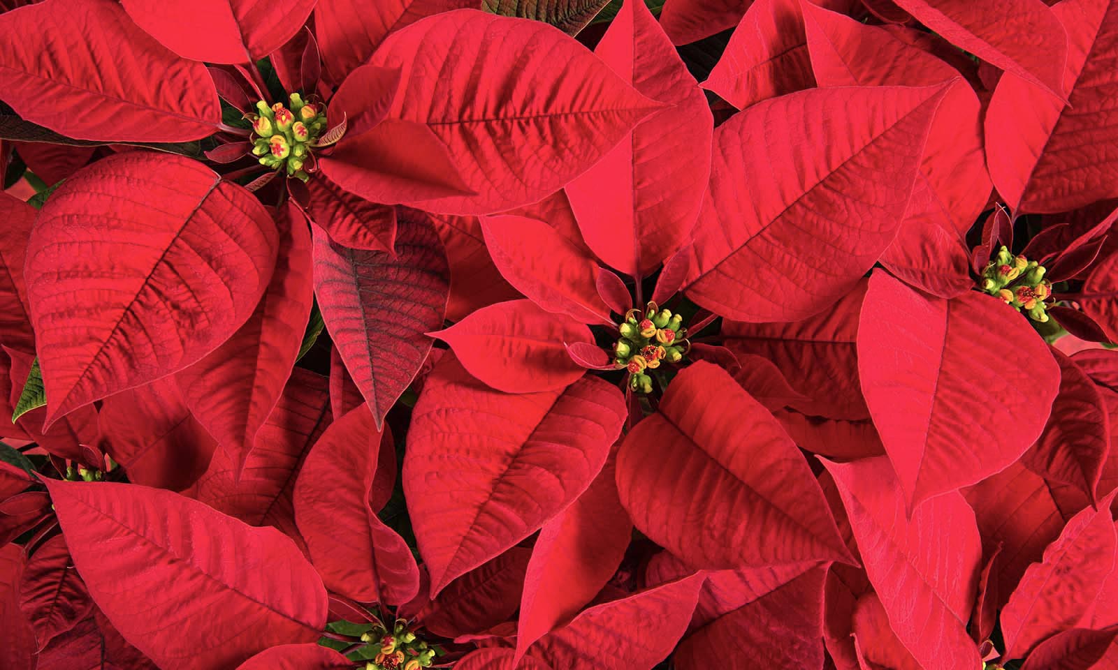 painawaydirect.amebaownd.com