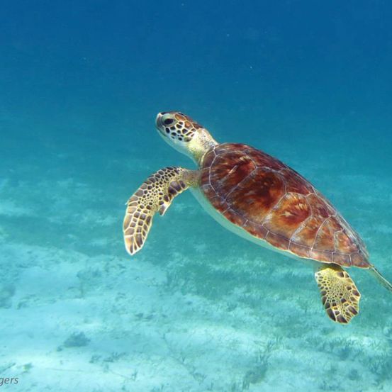 donate.friendsvinp.org